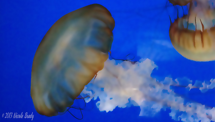 Shedd Aquarium - Jellyfish