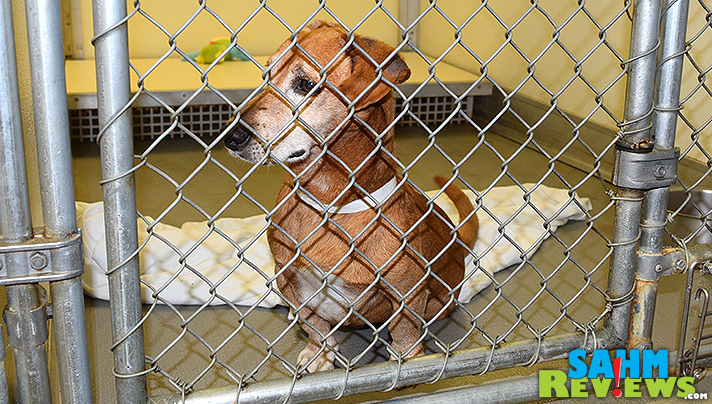 Tips for adopting a shelter dog. - SahmReviews.com #BetterMoments