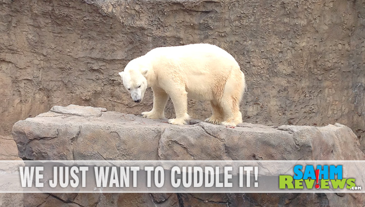 What does a polar bear have to do with tires? Biomimicry! - SahmReviews.com #TRWinterDrive