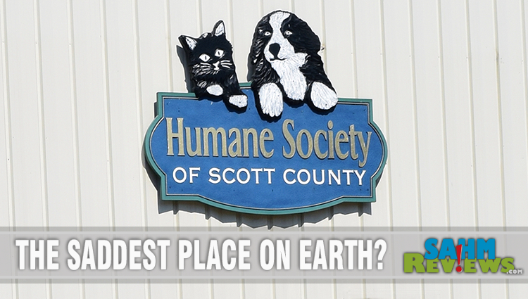 If you're interested in adopting a shelter dog, check out our tips. - SahmReviews.com