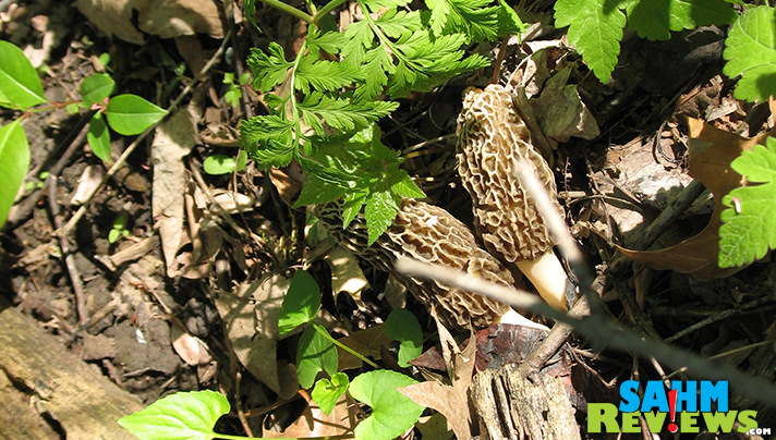 Morel Mushrooms hide in plain sight! The quest to find them is half the fun! - SahmReviews.com