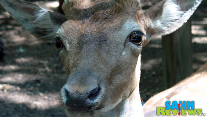 Get up close with the animals without leaving your car when you visit Harmony Park Safari Zoo in Huntsville, Alabama. - SahmReviews.com